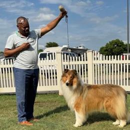 Stetson - Collie
