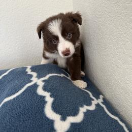 Border Collie Puppies from Athena’s Collies