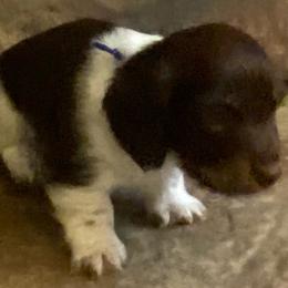 MOCHA - Piebald male Dachshund puppy in Elizabethtown, Kentucky from Teeny Tiny Puppy Tails
