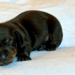 Girl 6 - Black and tan female Dachshund puppy in Hollidaysburg, Pennsylvania from Weenie Bros