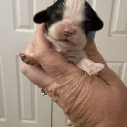 BART - Tri-color male Cavalier King Charles Spaniel puppy in Spring Hill, Florida from Wonderland Cavaliers