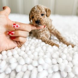 Buttermilk Biscuit - Apricot female Poodle puppy in Chapel Hill, North Carolina from Cyndi’s Poodles