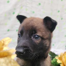 Black - Fawn sable male Belgian Malinois puppy in Boise, Idaho from Wings of Freedom Retrievers and Malinois