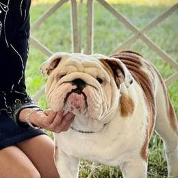 Bulldogs from Paintabull Bulldogs