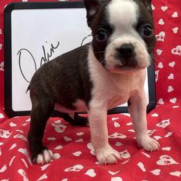 Odin - Brindle and white male Boston Terrier puppy in Fillmore, Illinois from Wind Hill Puppies
