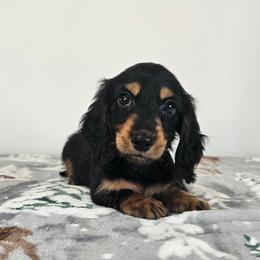 Black and tan male - Black and tan male Dachshund puppy in Belle Rive, Illinois from Akin's Miniature Dachshunds, LLC