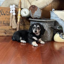 Cooper - Black and cream male Dachshund puppy in Woodbine, Georgia from Coastal Bluff Pups