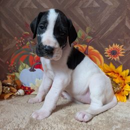 Bianca - Black and white female Great Dane puppy in Bay City, Michigan from Monarch Danes