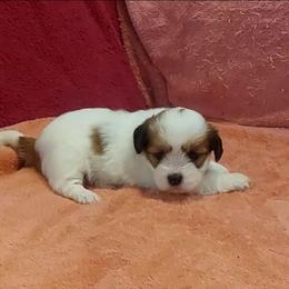 Girl 2 - Parti female Lhasa Apso puppy in Norman, Oklahoma from Steve's Puppies