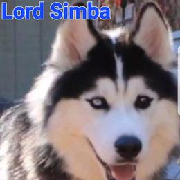 Siberian Husky Puppies from Royal Siberian AKC Huskies