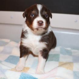Plasma - Red tri-color male Australian Shepherd puppy in Colorado from Firestone Australian Shepherds