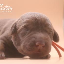 Orange Boy - Chocolate male Labrador Retriever puppy in Capron, Virginia from Triple Creek Kennel