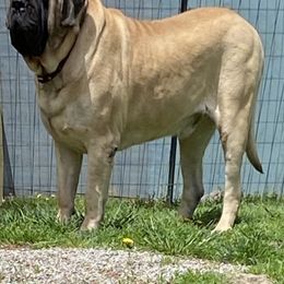Mastiff Puppies from Eagle Pond Mastiffs