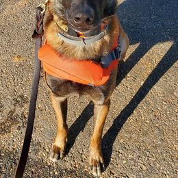 Belgian Malinois and Scottish Terriers from North River k9