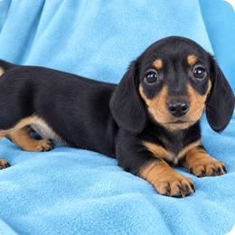 Raj- AKC - Black and tan male Dachshund puppy in Whitehouse, Texas from Daschund Pups