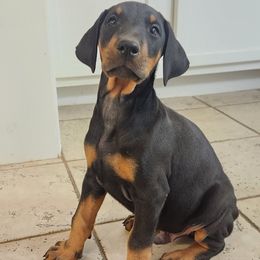 Grey boy - Black and rust male Doberman Pinscher puppy in Leslie, Arkansas from Shakarri Irish Setters