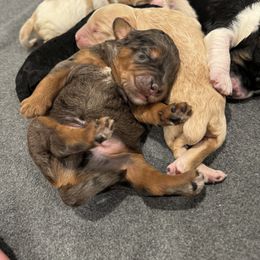 Goldendoodle Puppies from Bayshore Doodles