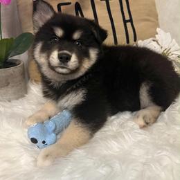 Jasper - Black and white male Pomsky puppy in Cadillac, Michigan from JHS Pomskies