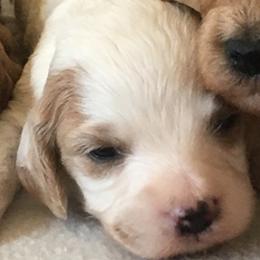 Female 2 - female Cavapoochon puppy in Fredericksburg, Ohio from Timshell Farm Specialty Crossbreed Puppies