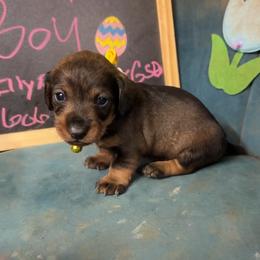 Stan - Wild boar male Dachshund puppy in Livingston, Kentucky from Illyria Dox & GSD
