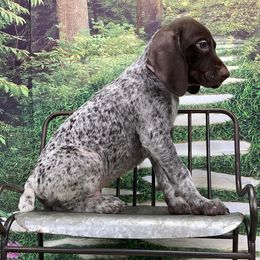 German Shorthaired Pointers from Stadnick Pups