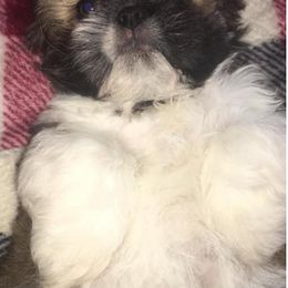 Boxer and Shih Tzu Puppies from The Dog House LLC