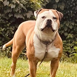 Lenny - American Bulldog