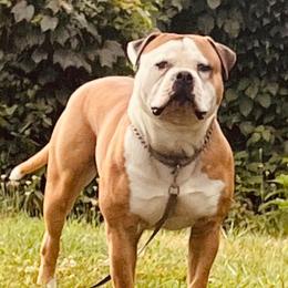Lenny - American Bulldog