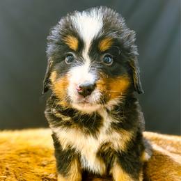 Bella - Black rust and white female Bernese Mountain Dog puppy in Alabama from Dogwood Creek Bernese