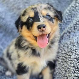 Boy 4 - Blue merle male Australian Shepherd puppy in New Tazewell, Tennessee from D&D Australian Shepherds