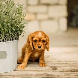 Cavalier King Charles Spaniel Puppies from Cavi Cutie Collective