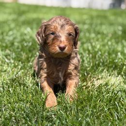 Shadow - Merle male Labradoodle puppy in Murray, Utah from Swann's Kennels