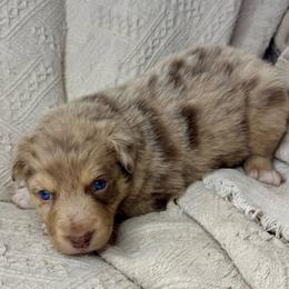 Cookie - Red merle female Australian Shepherd puppy in Arizona from BRR Aussies