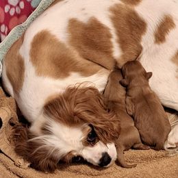 Cavalier King Charles Spaniels from John's Cavaliers