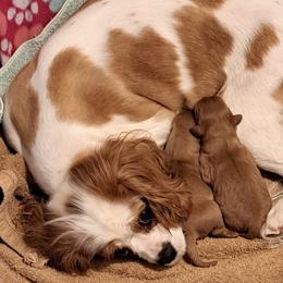 Cavalier King Charles Spaniels from John's Cavaliers