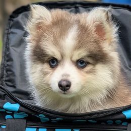 Aubrey - Blue Eyes -Blue Female 11-13lbs - Blue female Pomsky puppy in Hurleyville, New York from My Crazy Pomskys