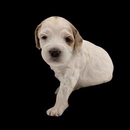 Girl 1 - Parti female Double Doodle puppy in Lynden, Washington from Cloud Nine Doodles
