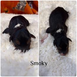 Smoky - White and black male Bordoodle puppy in Republic, Missouri from Holland Hilltop Farm