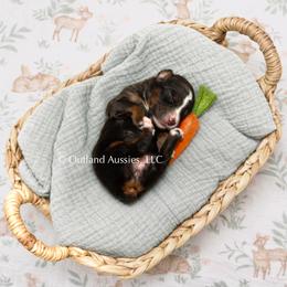 Sprite - Red tri female Miniature Australian Shepherd puppy in Oklahoma City, Oklahoma from Outland Toy & Mini Aussies