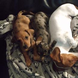 Dachshund All Grown Up from Paulassillydogs