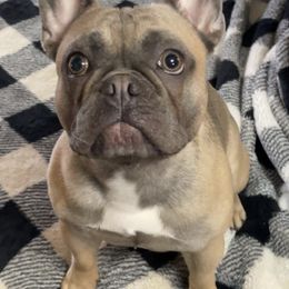 French Bulldogs from Sand Creek Frenchies