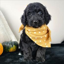 Rosemary - Black female Bernedoodle puppy in Temecula, California from Oodles O'Doodles