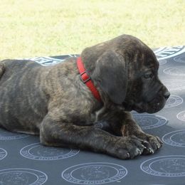 Girl 2 - Black brindle female Cane Corso puppy in Gwinnett County, Georgia from Better Than You Cane Corso’s