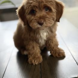 Kaycee - Caramel red male Australian Labradoodle puppy in Covington, Louisiana from Bayou Doodles