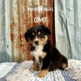 Miniature Australian Shepherd Puppies from Wild Outlaw Aussies