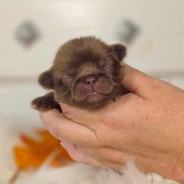 French Bulldog and Pekingese Puppies from SFLK