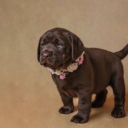 Labrador Retriever Puppies from Prairie Rose Retrievers