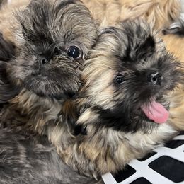 Shih Tzu Puppies from Lavender Lane Tzus