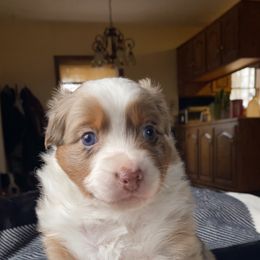 Australian Shepherd Puppies from Burdock Hill Australian Shepards