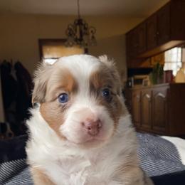 Australian Shepherd Puppies from Burdock Hill Australian Shepards